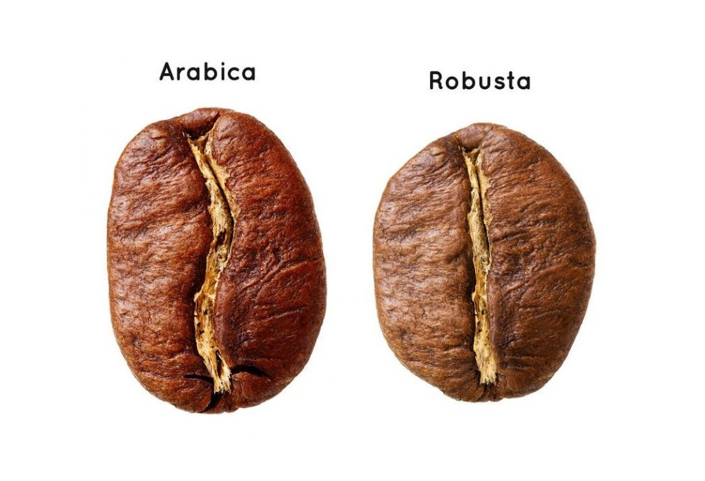 Robusta and Arabica coffee: what are the differences?